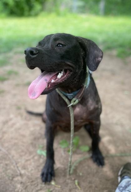 Enlarge Maxene, a Adoptable mixed breed in Morton Grove, IL image 1/3