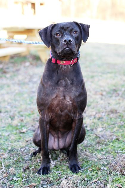 Maxene, Adoptable, Young Female Boxer & Labrador Retriever.