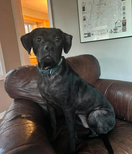 Maxene, Adoptable, Young Female Boxer & Labrador Retriever.