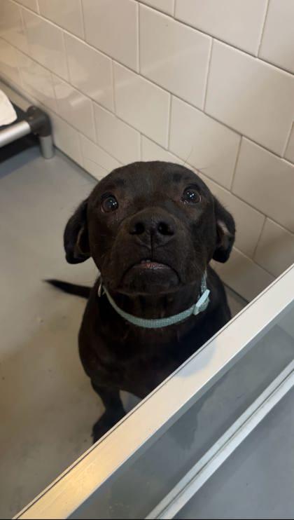 Enlarge Maxene, a Adoptable mixed breed in Morton Grove, IL image 2/3