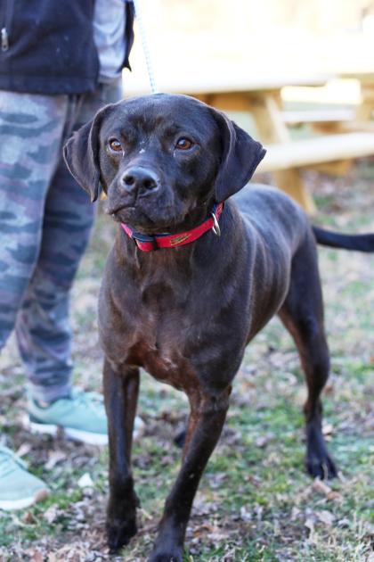 Enlarge Maxene, a Adoptable mixed breed in Morton Grove, IL image 1/3