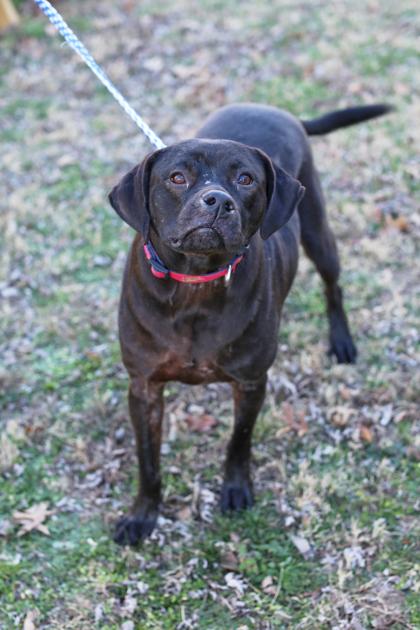 Enlarge Maxene, a Adoptable mixed breed in Morton Grove, IL image 3/3
