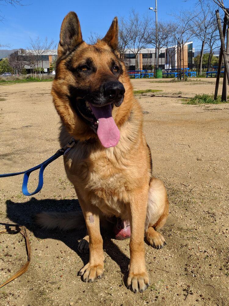 Lucky, Adopted, Adult Male German Shepherd Dog.