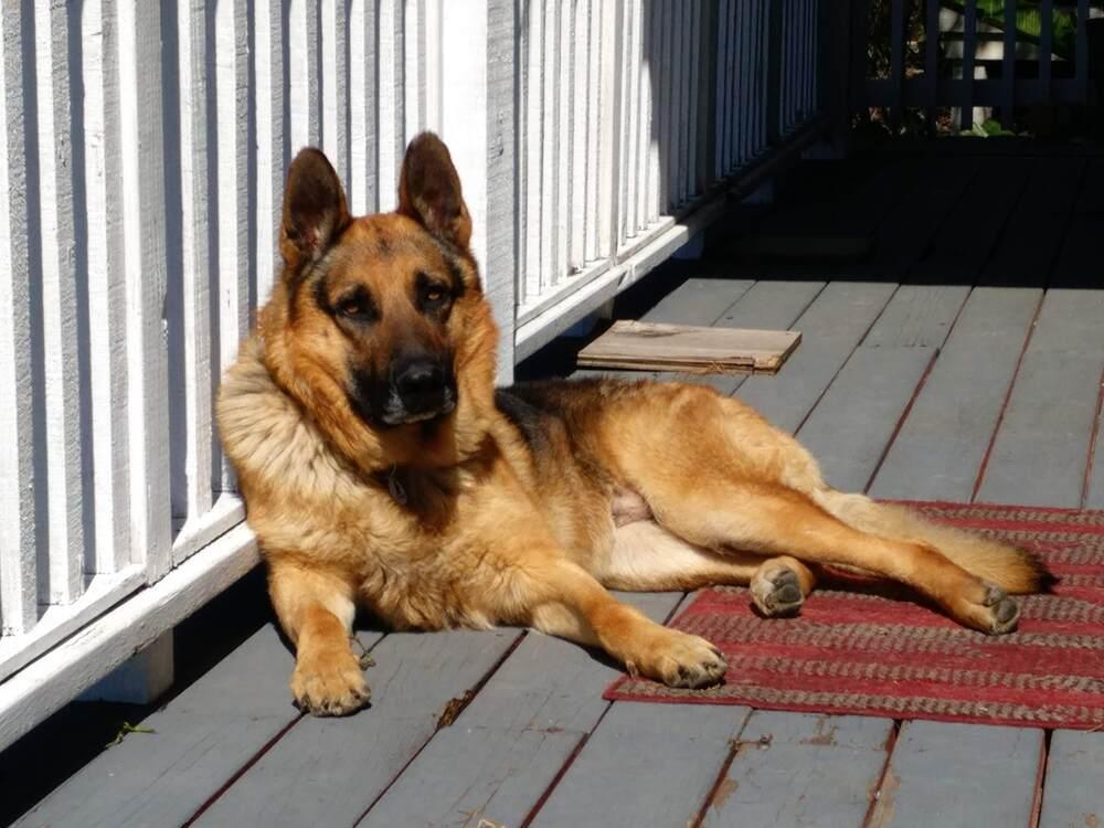 Enlarge Lucky, a Adopted German Shepherd Dog in Palo Alto, CA image 2/6