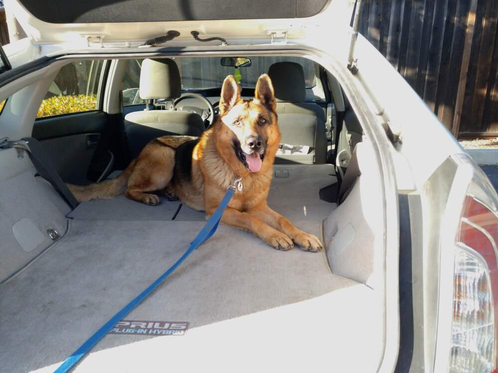 Enlarge Lucky, a Adopted German Shepherd Dog in Palo Alto, CA image 3/6