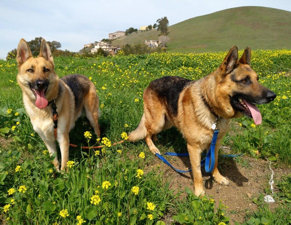Enlarge Lucky, a Adopted German Shepherd Dog in Palo Alto, CA image 4/6