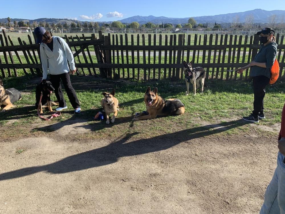 Enlarge Lucky, a Adopted German Shepherd Dog in Palo Alto, CA image 6/6