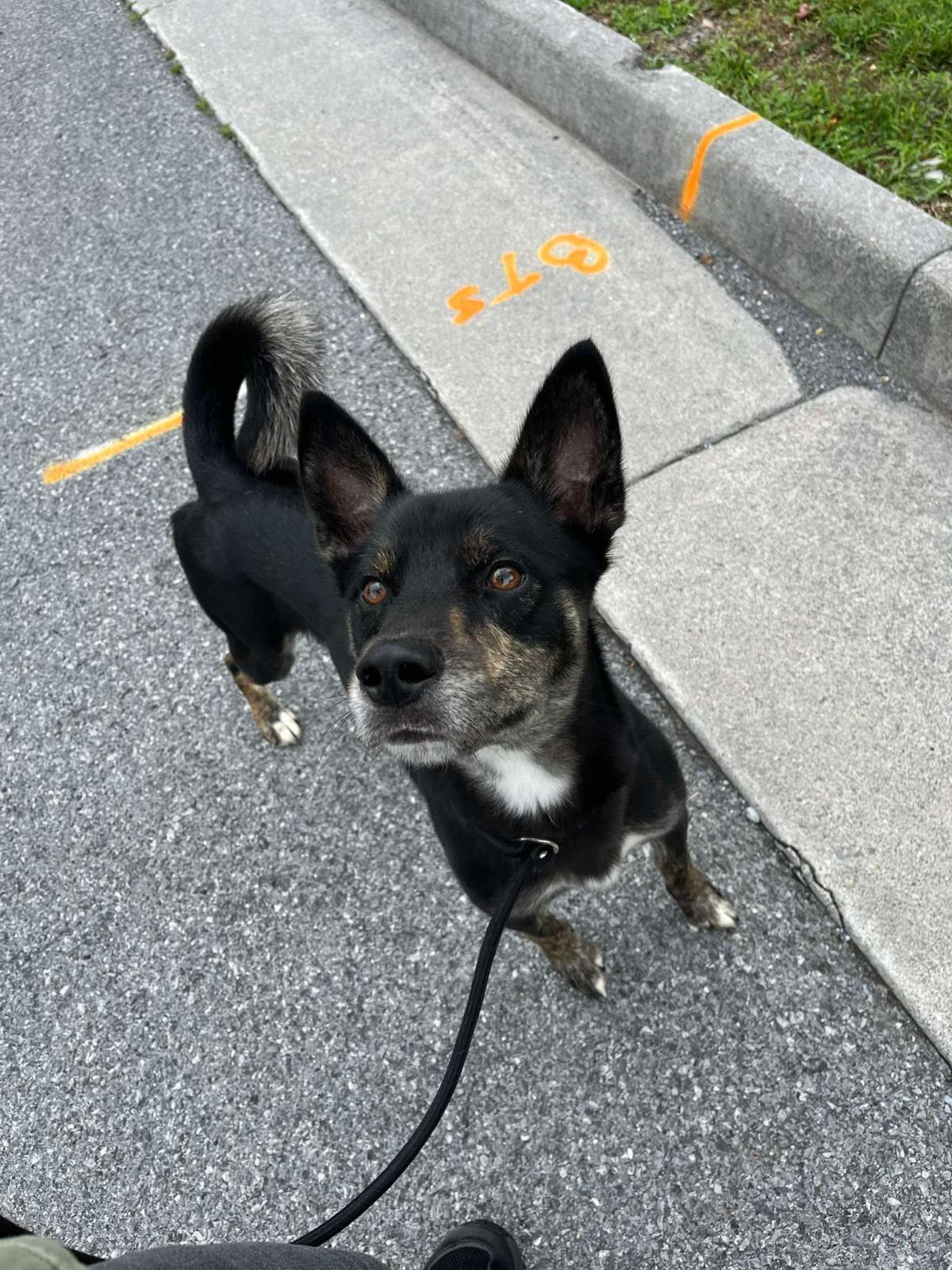 Enlarge Tank, a Adoptable mixed breed in Front Royal, VA image 1/4