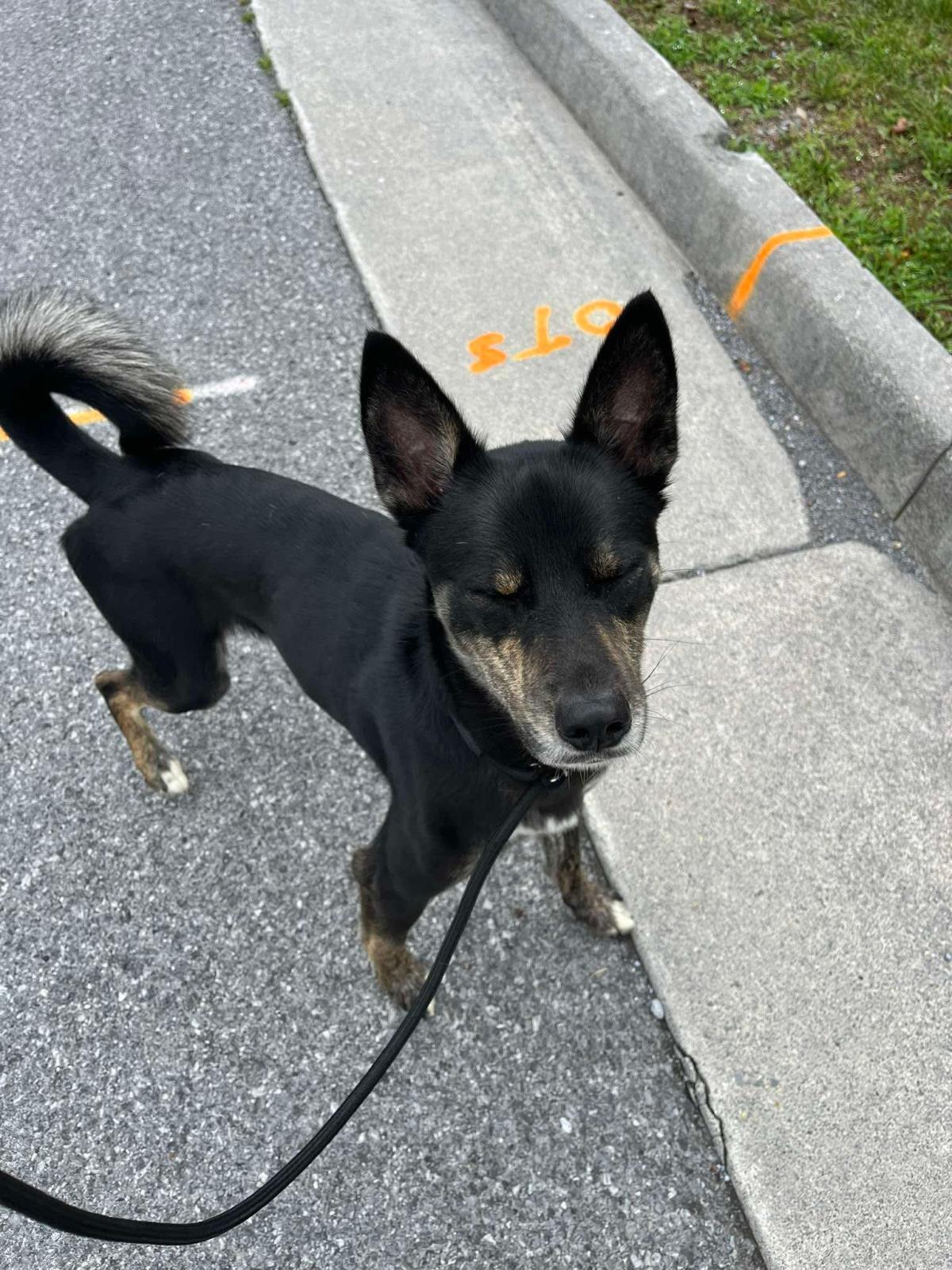 Enlarge Tank, a Adoptable mixed breed in Front Royal, VA image 2/4