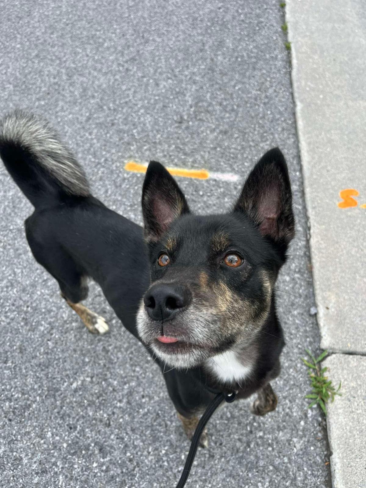 Enlarge Tank, a Adoptable mixed breed in Front Royal, VA image 4/4