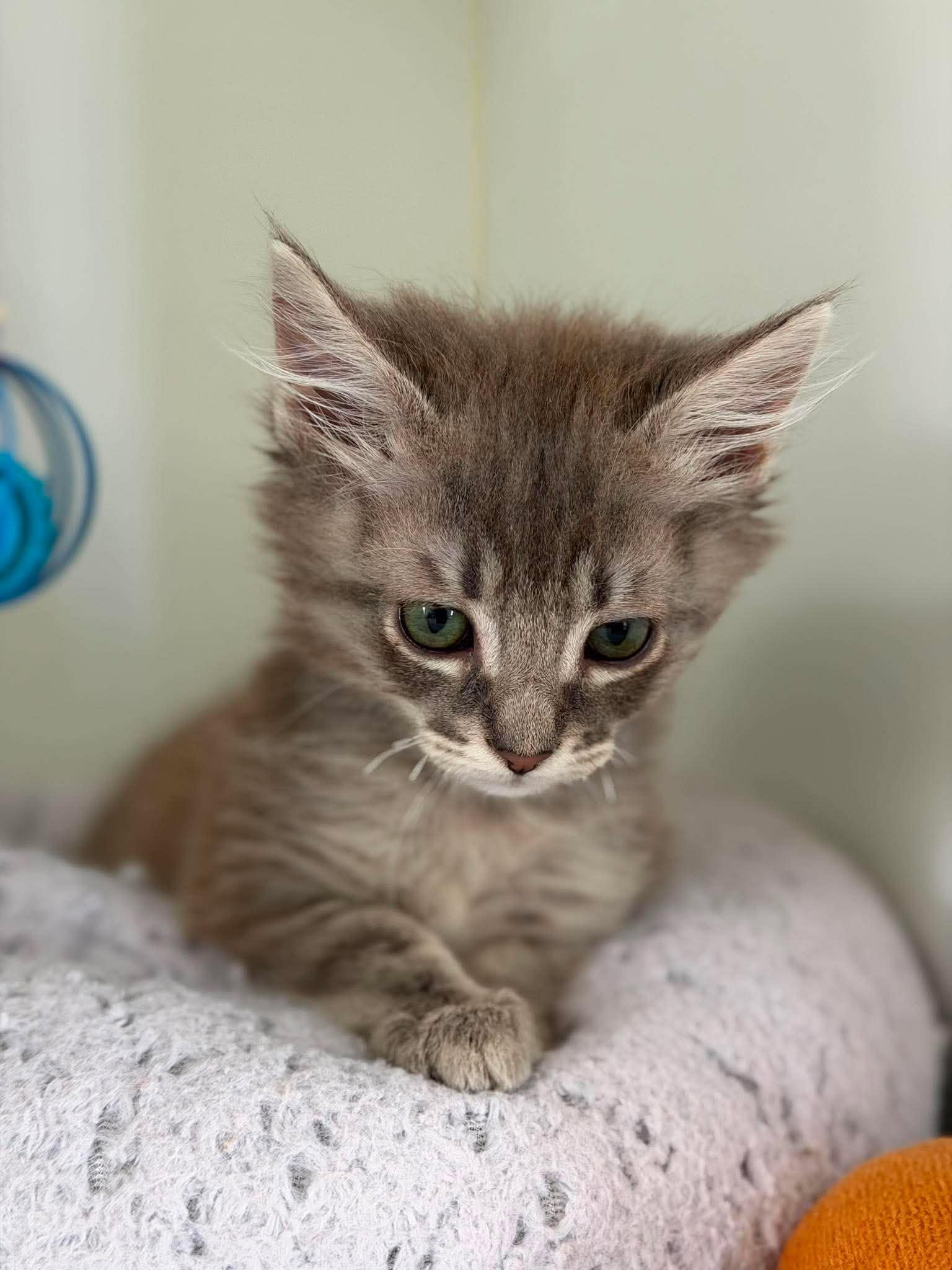 Enlarge Cookie Storm, an adopted Domestic Medium Hair in Othello, WA image 2/3