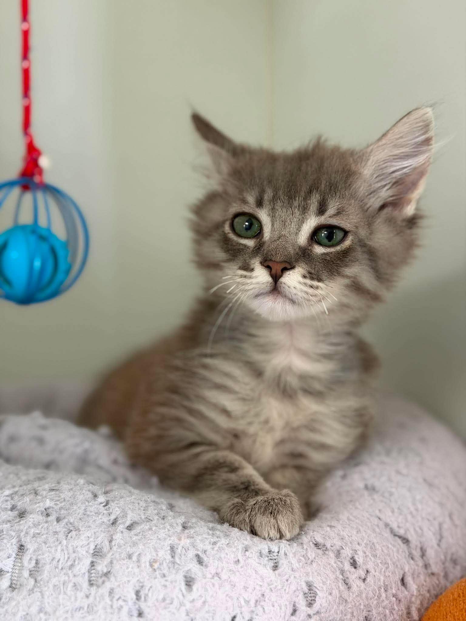 Enlarge Cookie Storm, an adopted Domestic Medium Hair in Othello, WA image 3/3