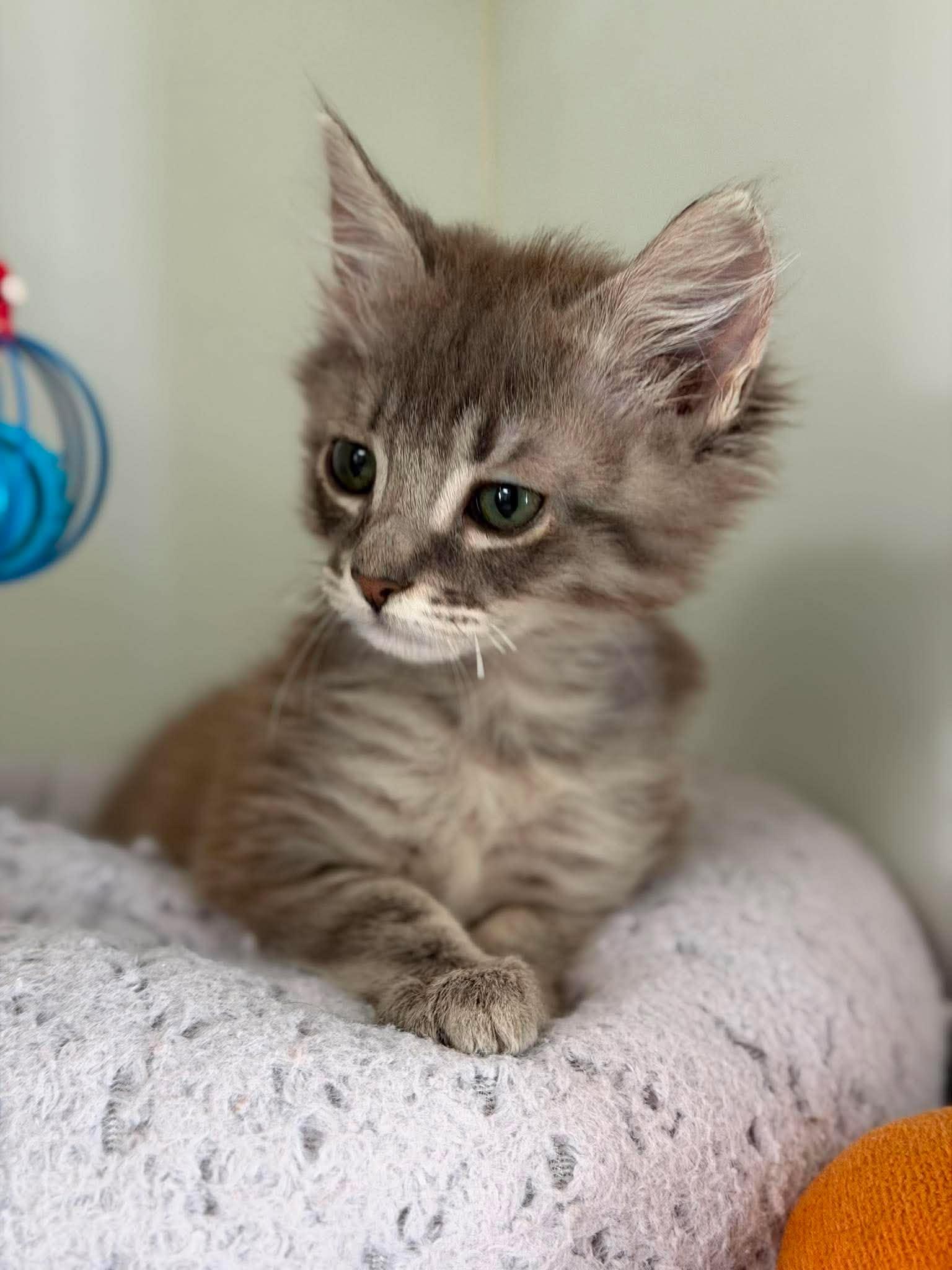Cookie Storm, adopted, Kitten Male Domestic Medium Hair.