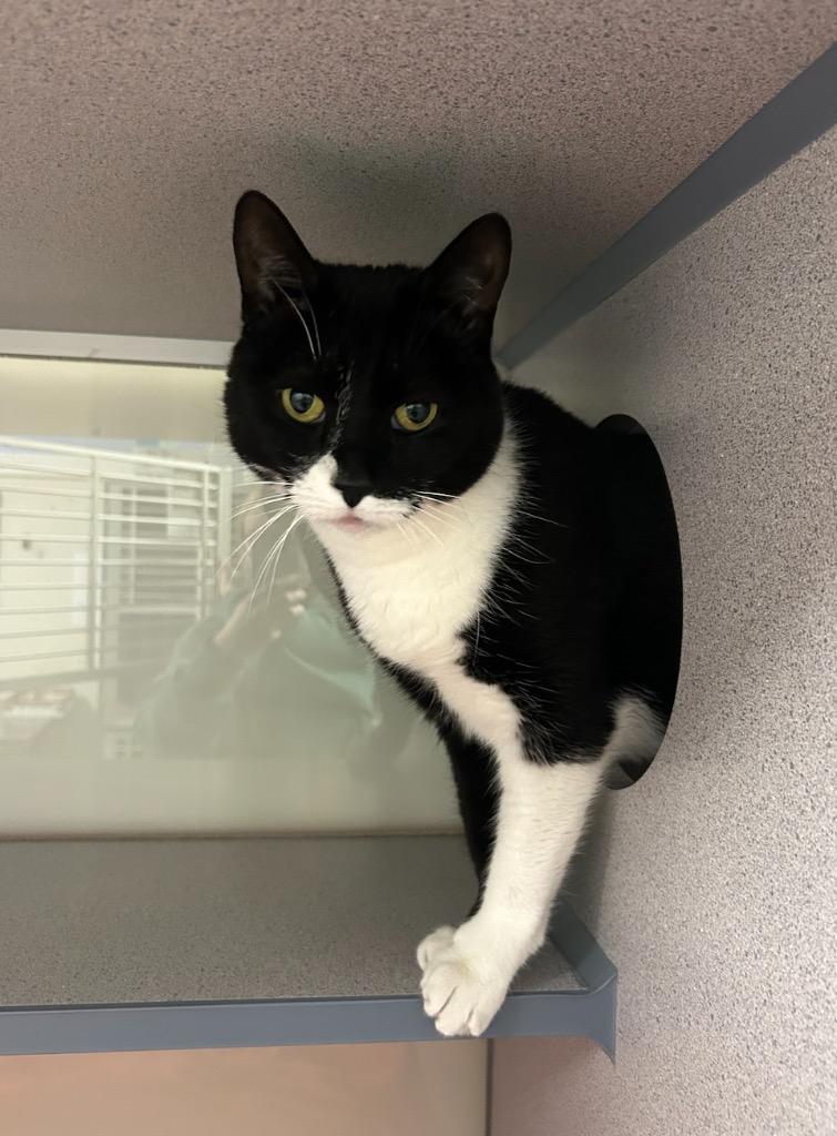 Enlarge Randall, a Adopted mixed breed in Liverpool, NY image 1/1