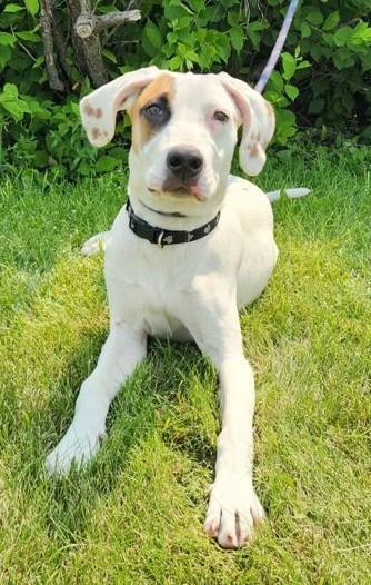 Enlarge Lilo, a ADOPTABLE mixed breed in Butte, MT image 1/1