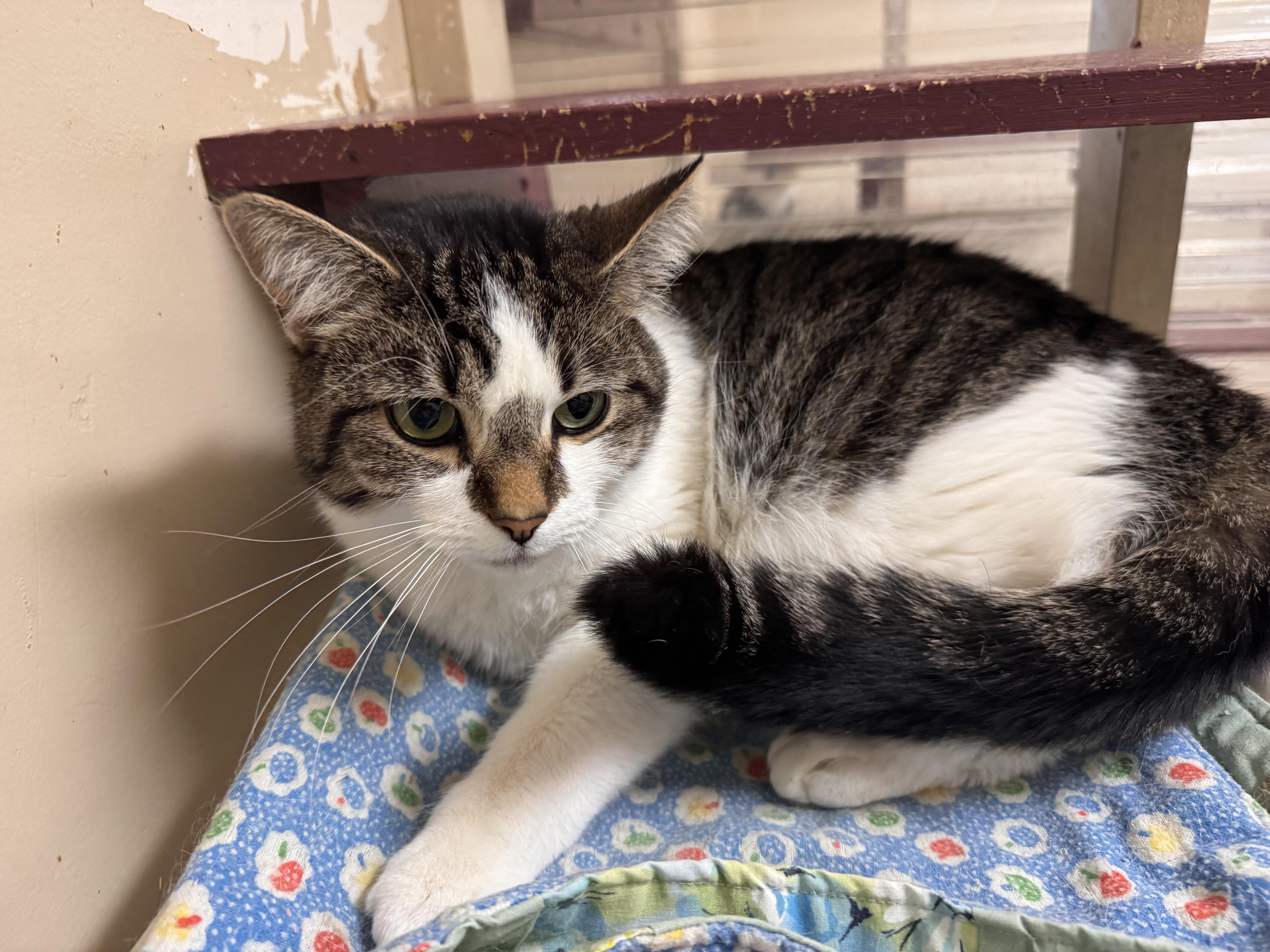 Enlarge JV, a ADOPTABLE Domestic Short Hair in Logan, OH image 2/2