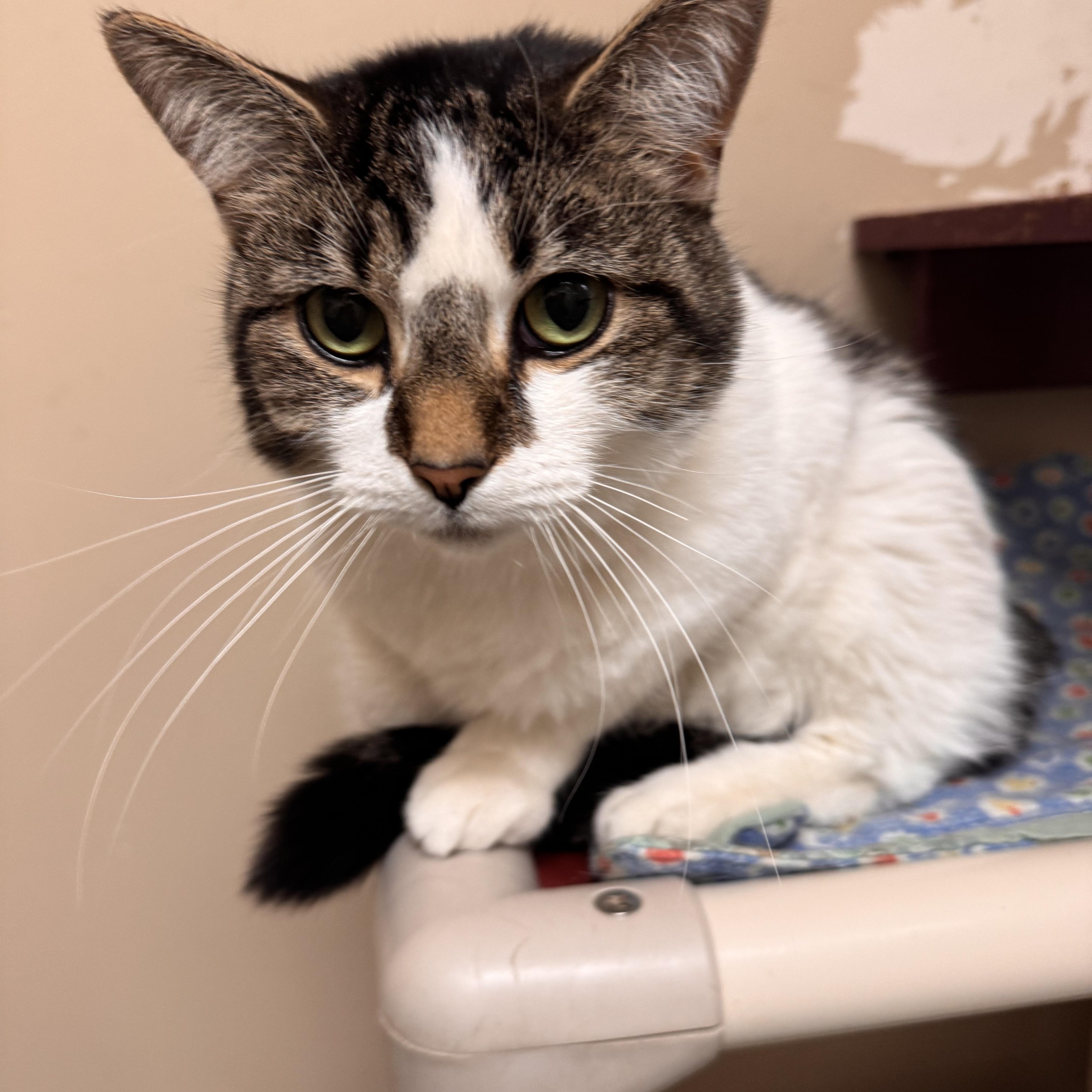 JV, ADOPTABLE, Adult Male Domestic Short Hair.