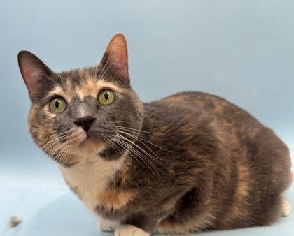 Jacqueline, Adoptable, Adult Female Domestic Short Hair & Domestic Short Hair.