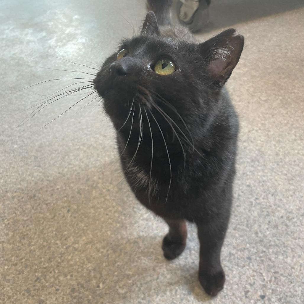 Giles, Adoptable, Adult Male Domestic Short Hair.