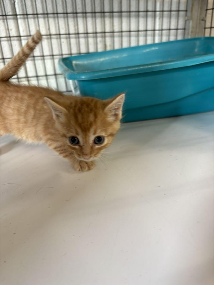 Orange stripe Kitten