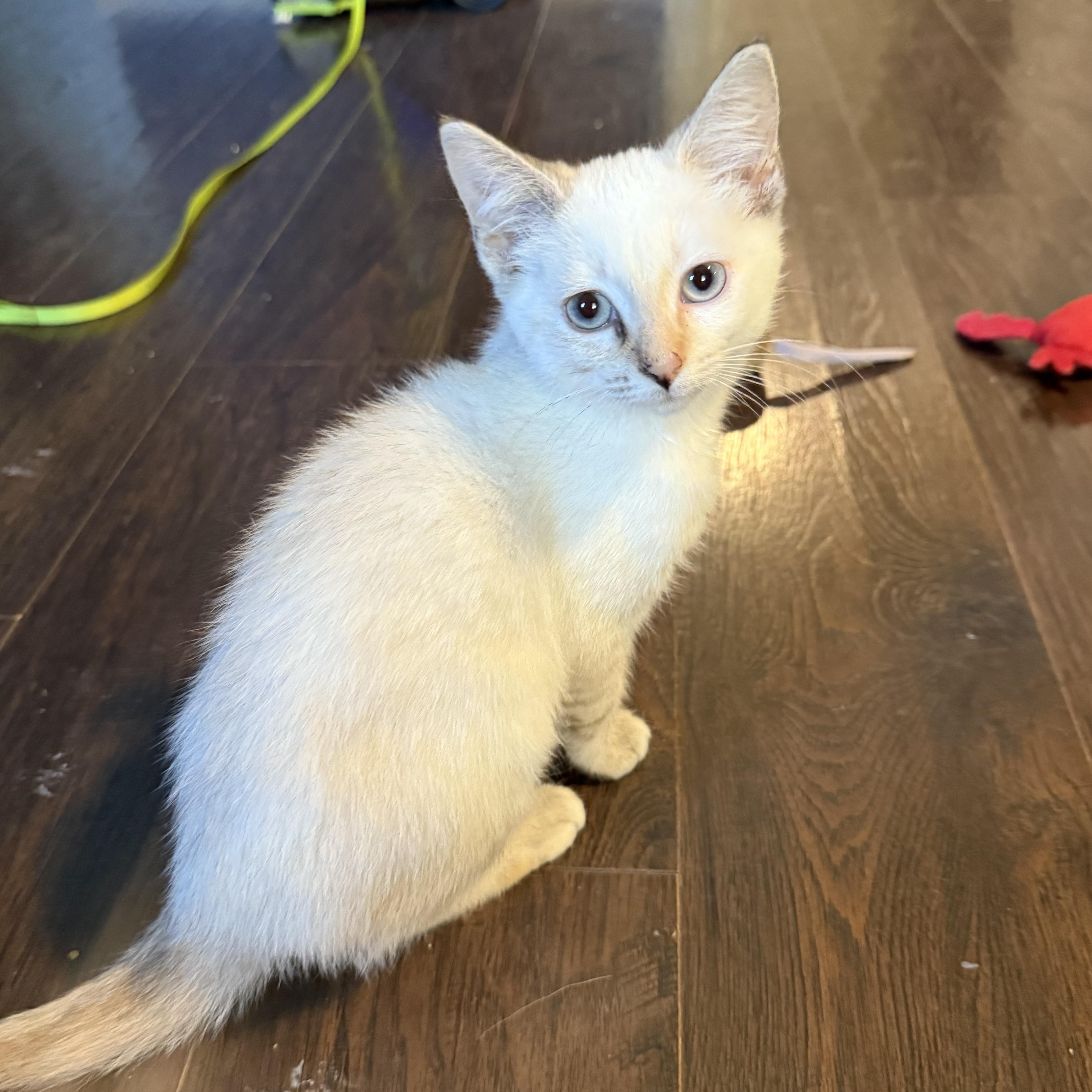 Yuzu, a Adoptable Domestic Medium Hair in Murray, KY image 1/6