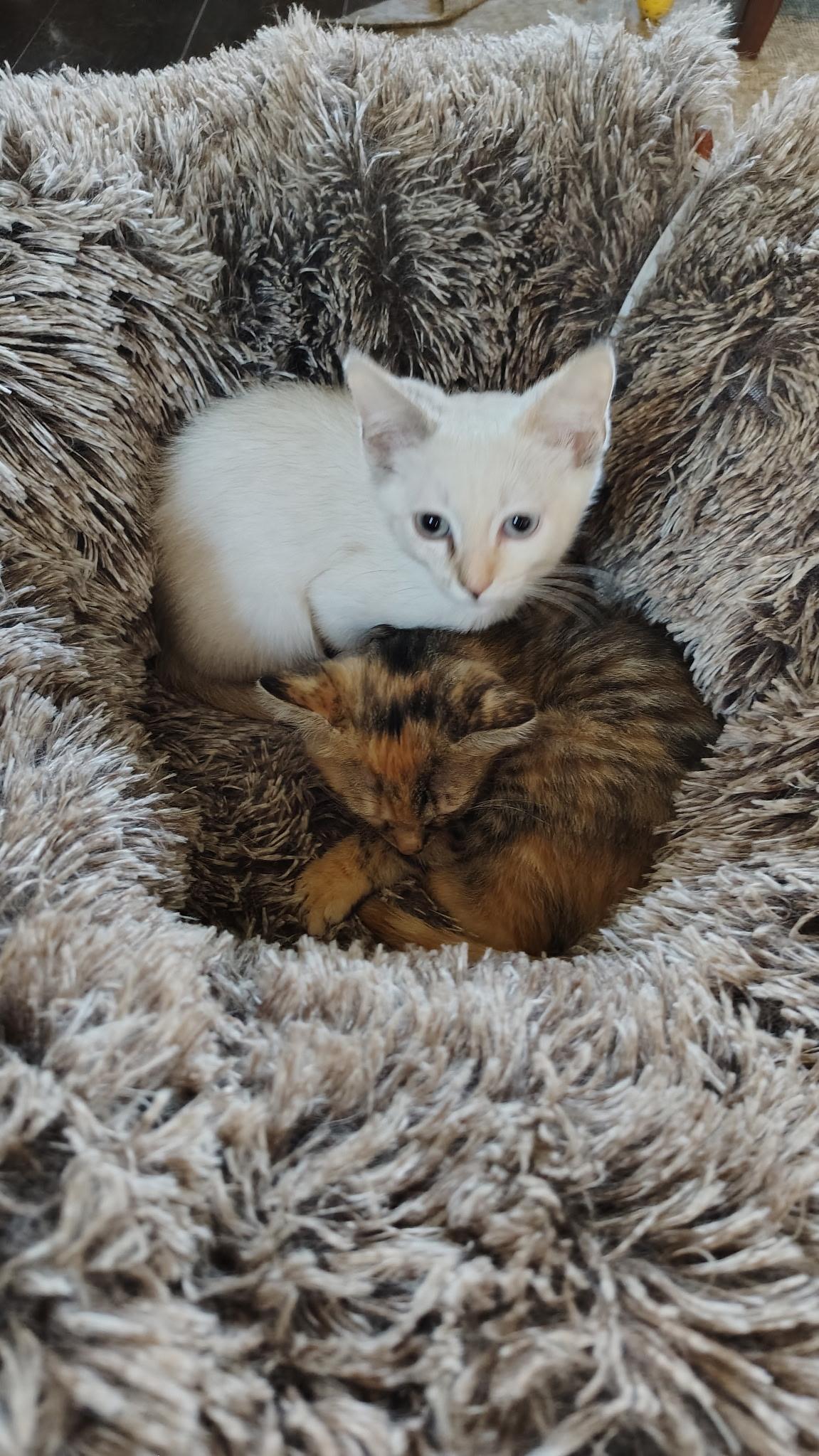 Yuzu, a Adoptable Domestic Medium Hair in Murray, KY image 3/6