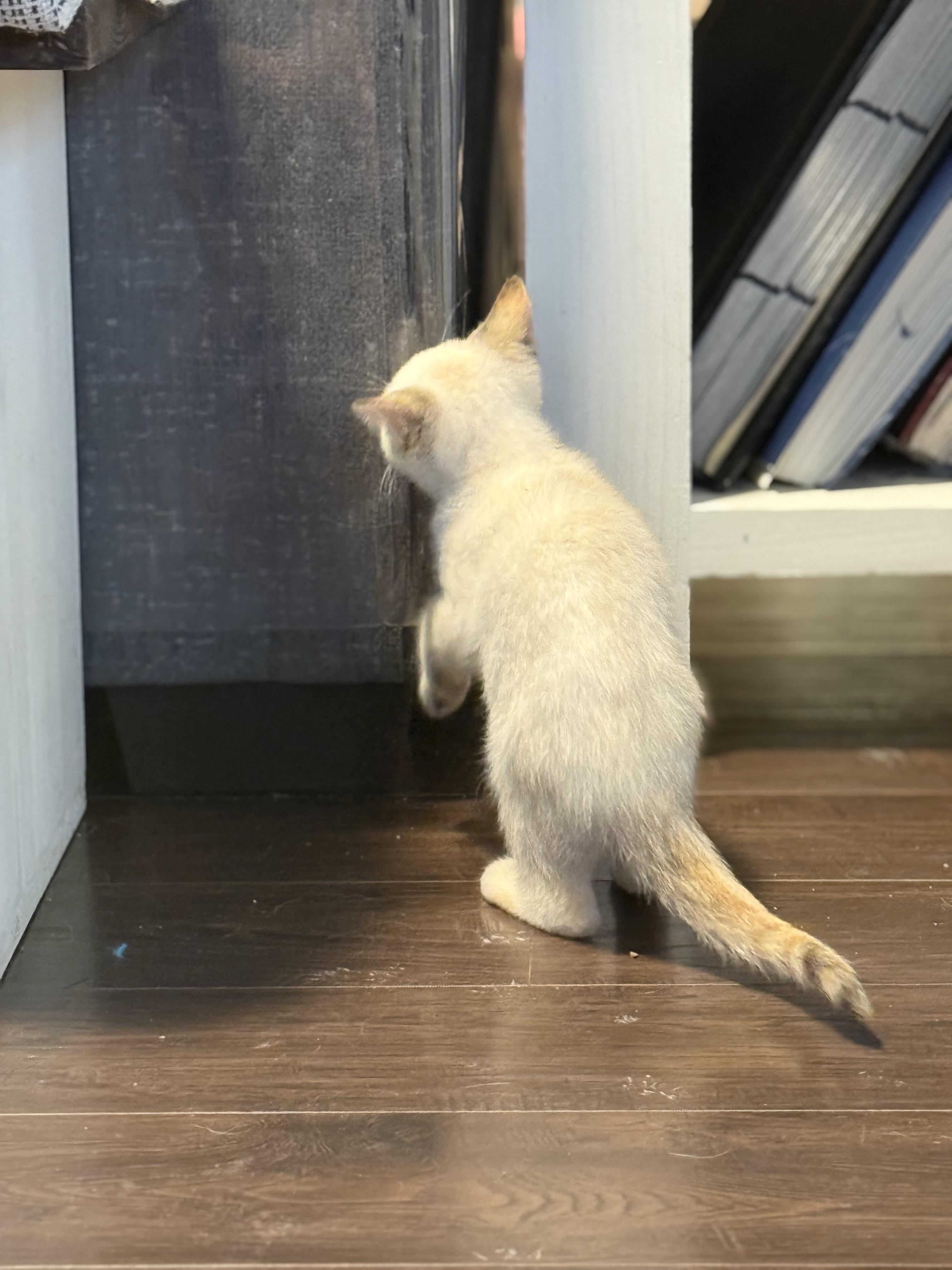 Yuzu, a Adoptable Domestic Medium Hair in Murray, KY image 4/6