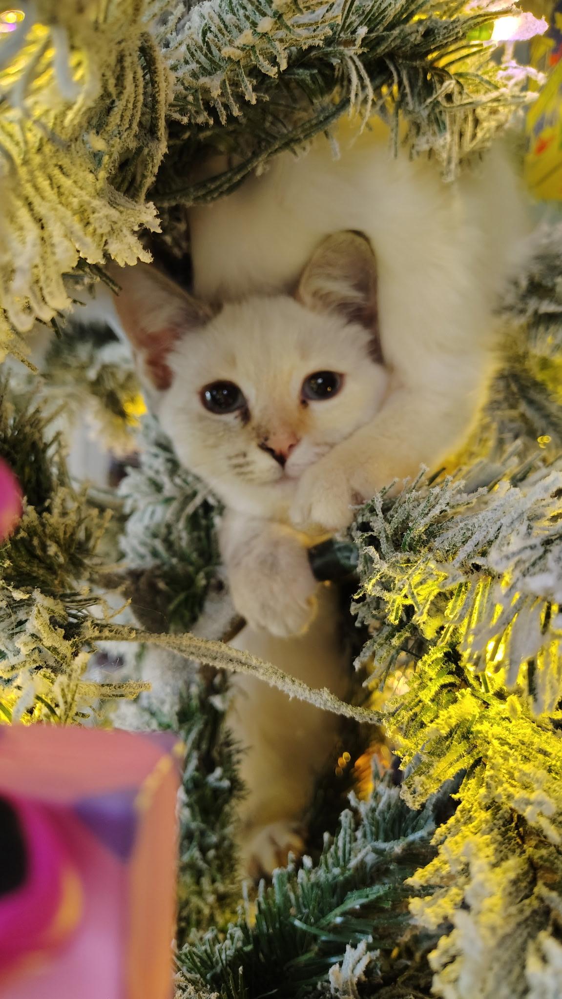 Yuzu, Adoptable, Kitten Female Domestic Medium Hair.