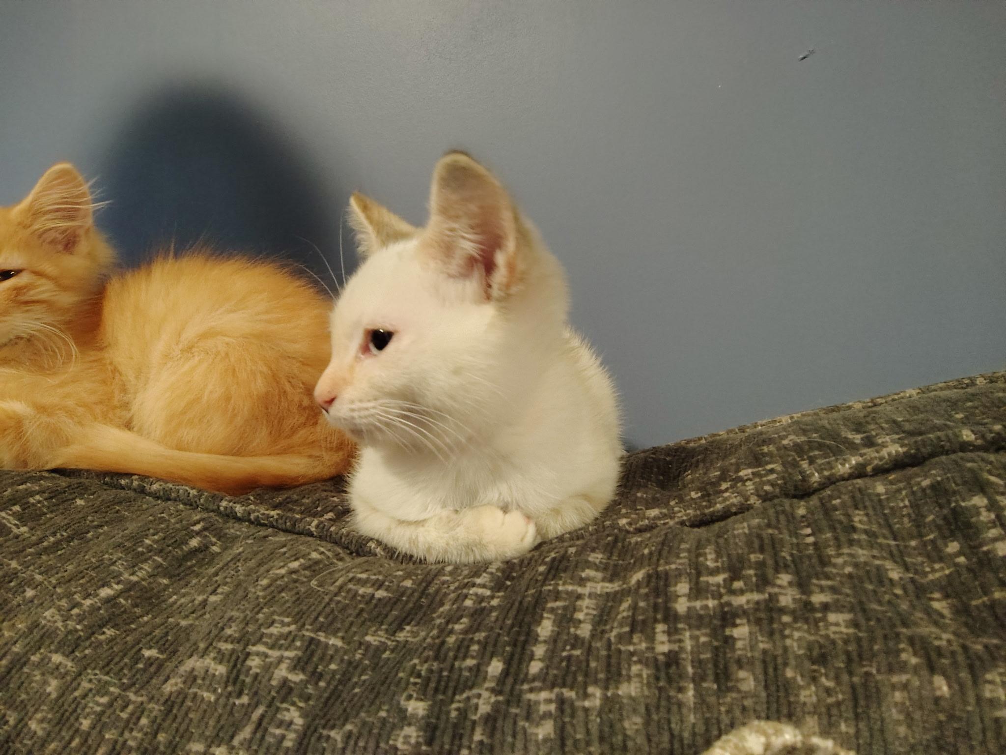 Yuzu, a Adoptable Domestic Medium Hair in Murray, KY image 5/6