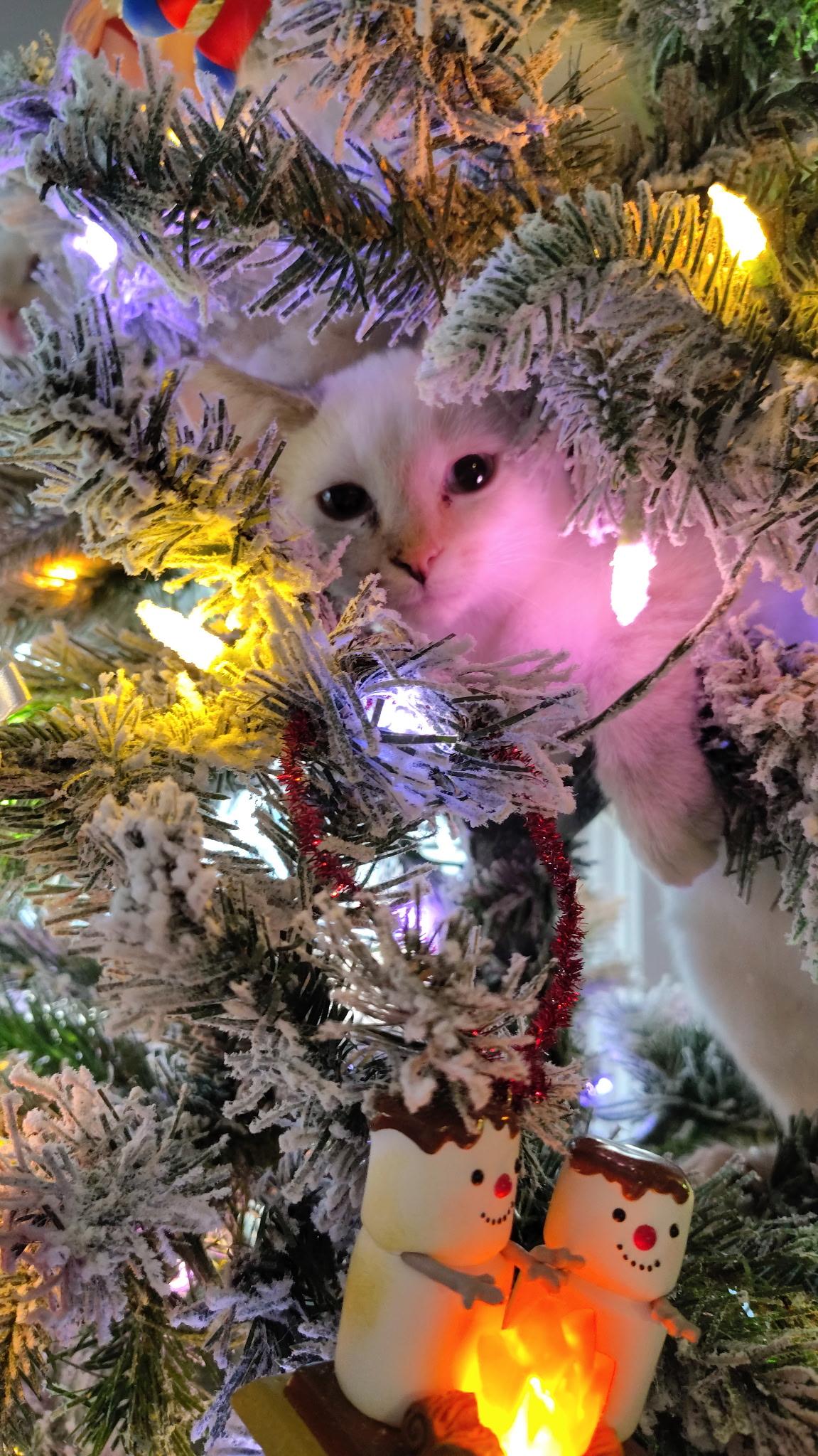 Enlarge Yuzu, a Adoptable Domestic Medium Hair in Murray, KY image 2/6