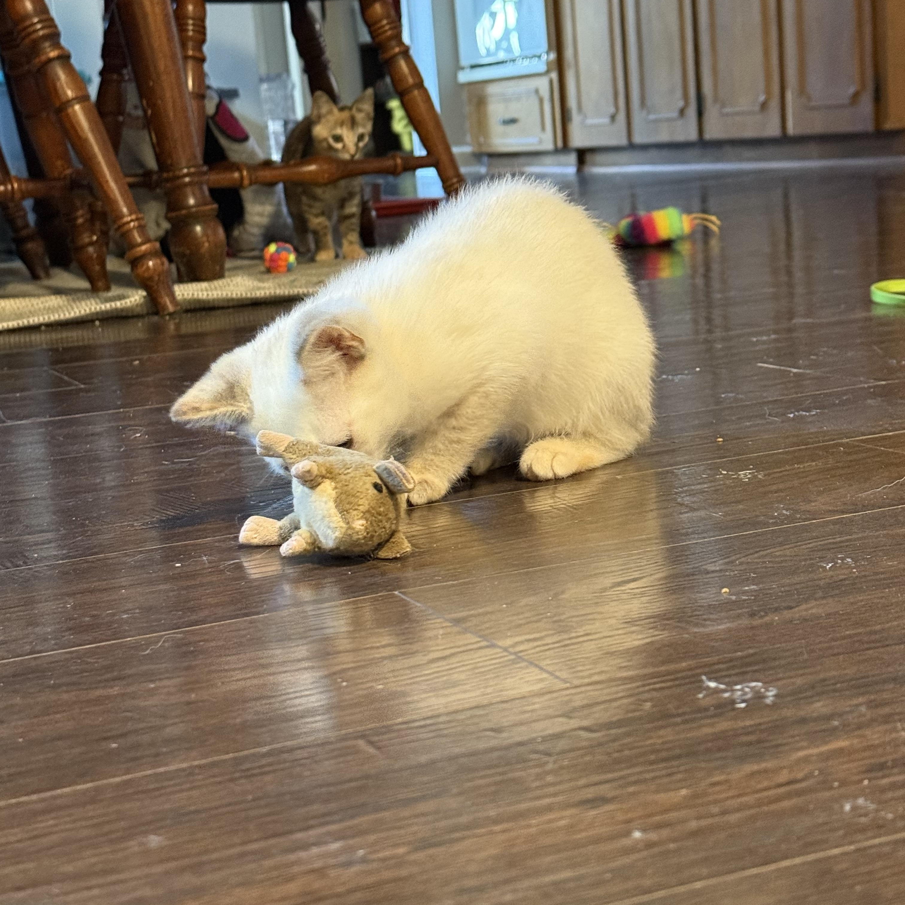 Yuzu, a Adoptable Domestic Medium Hair in Murray, KY image 2/6