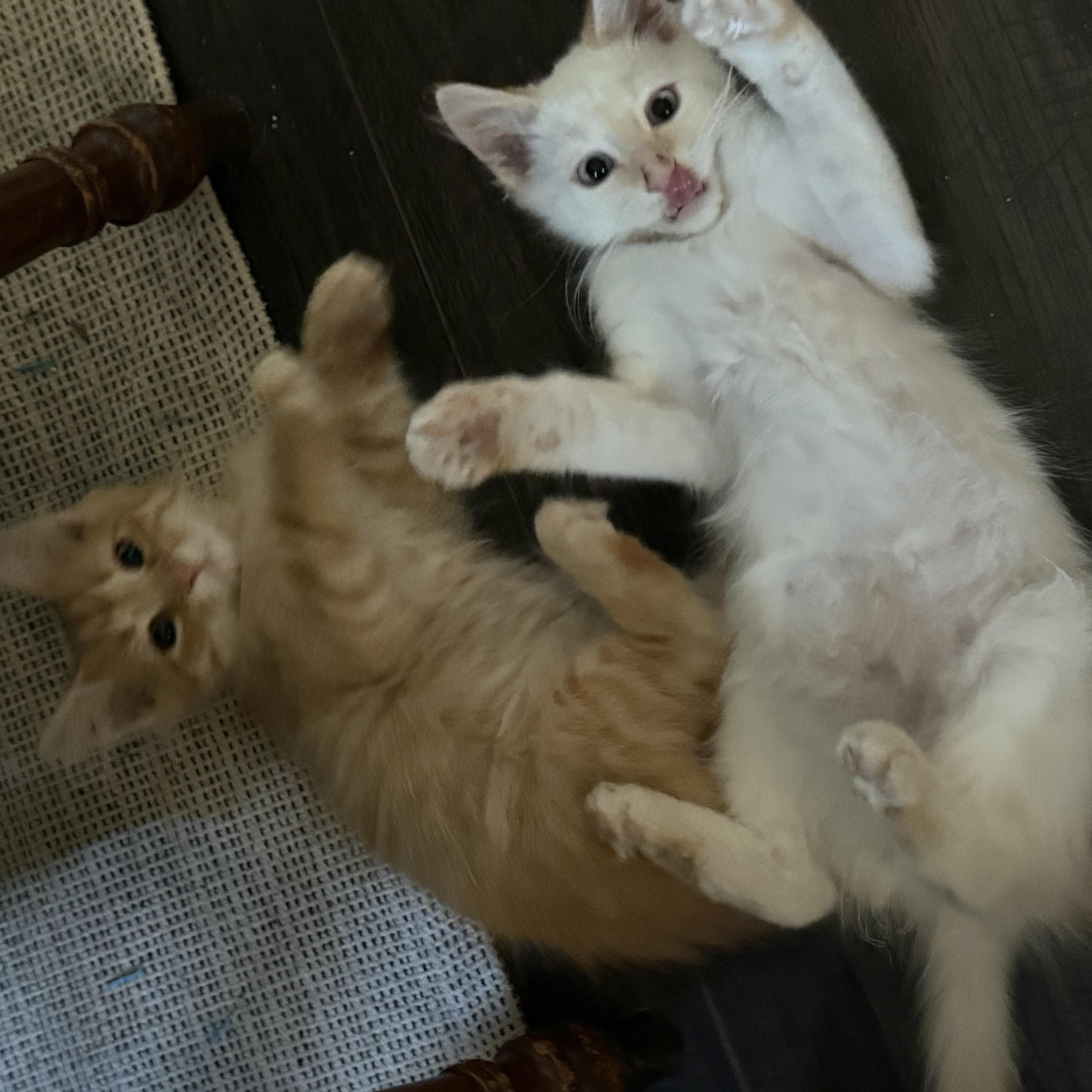 Yuzu, a Adoptable Domestic Medium Hair in Murray, KY image 6/6