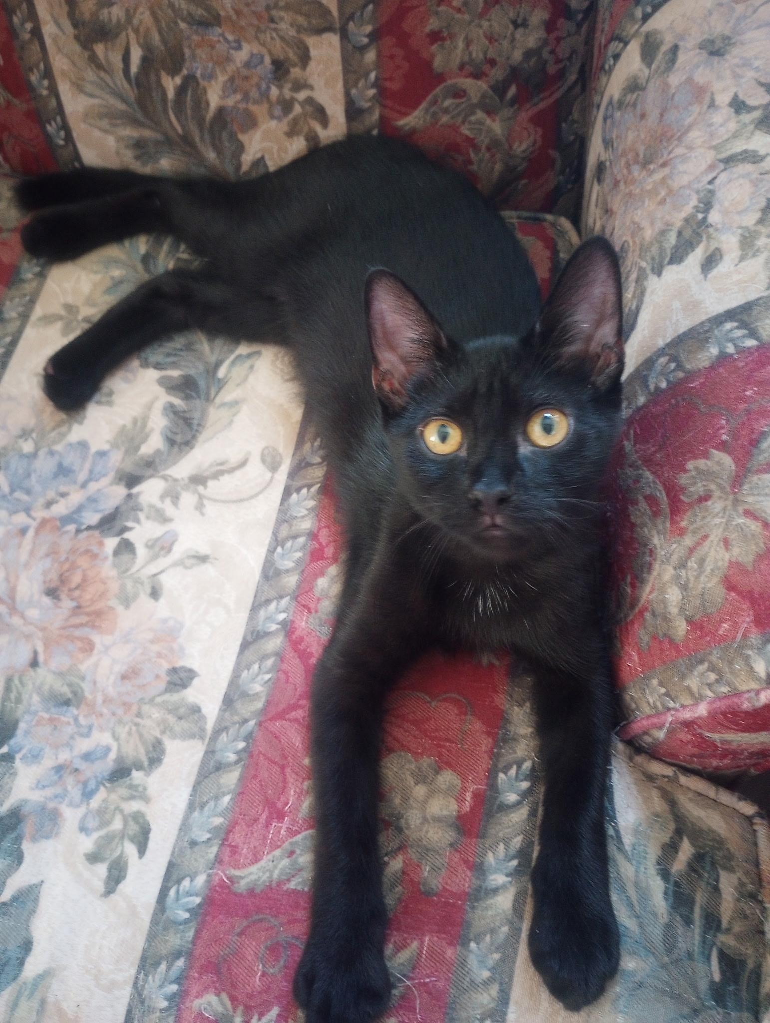 Echo, a Adoptable Domestic Short Hair in Colonia, NJ image 1/4