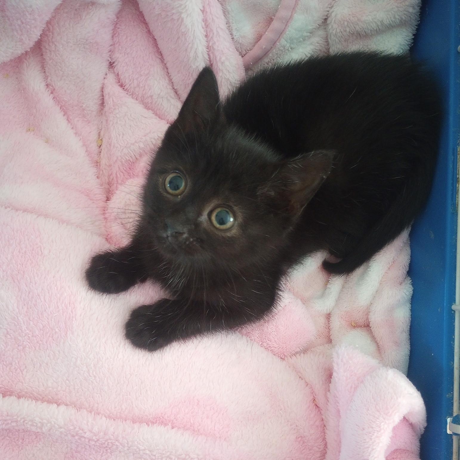 Echo, a Adoptable Domestic Short Hair in Colonia, NJ image 2/4