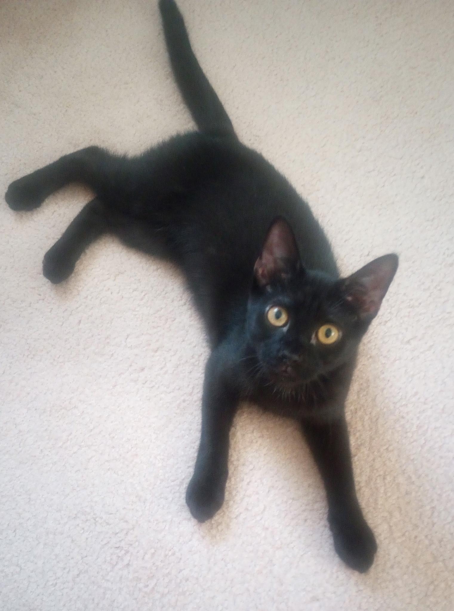 Echo, a Adoptable Domestic Short Hair in Colonia, NJ image 3/4