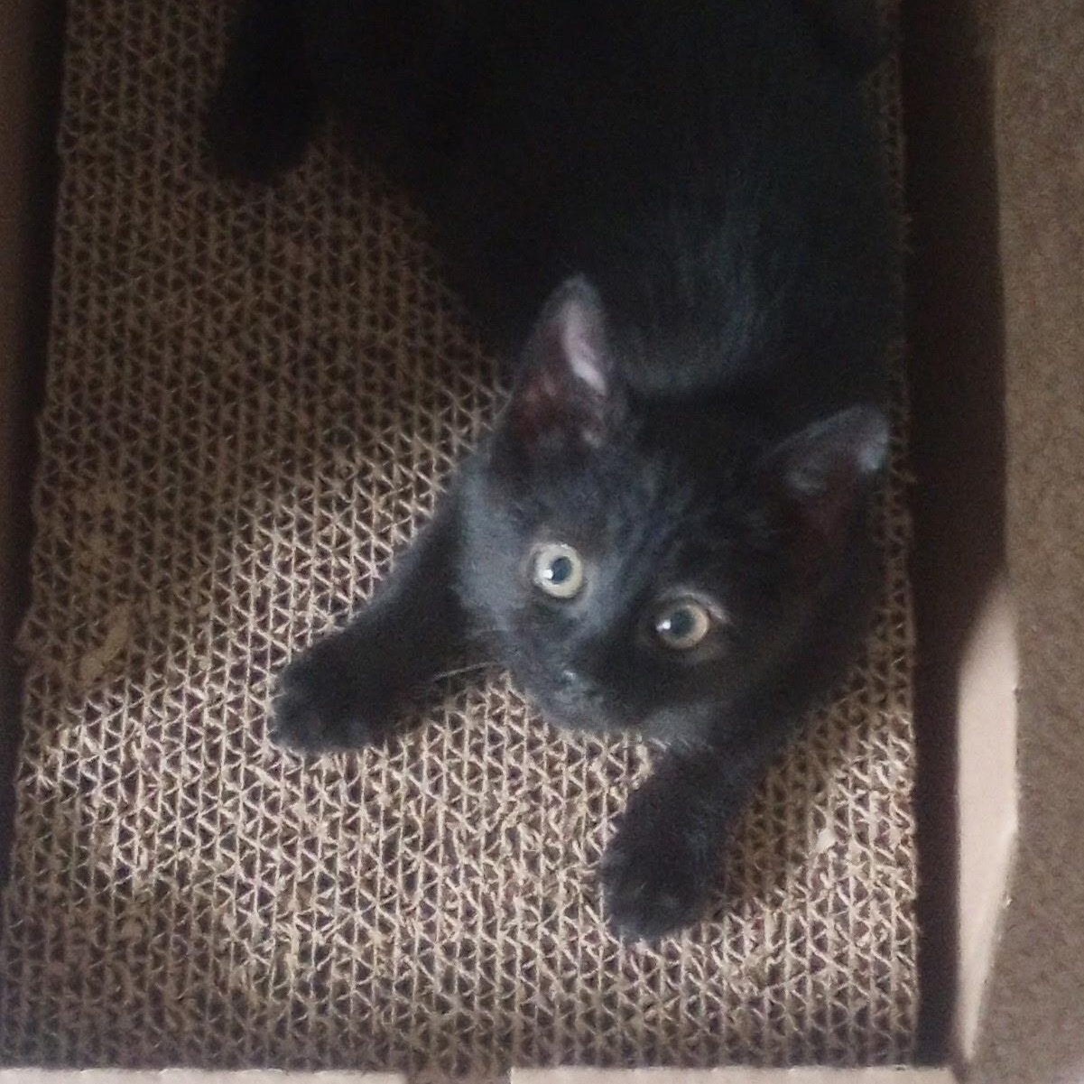 Echo, a Adoptable Domestic Short Hair in Colonia, NJ image 4/4