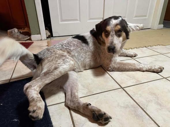 Enlarge Boone, a ADOPTABLE Australian Cattle Dog / Blue Heeler in Saint Petersburg, FL image 1/1