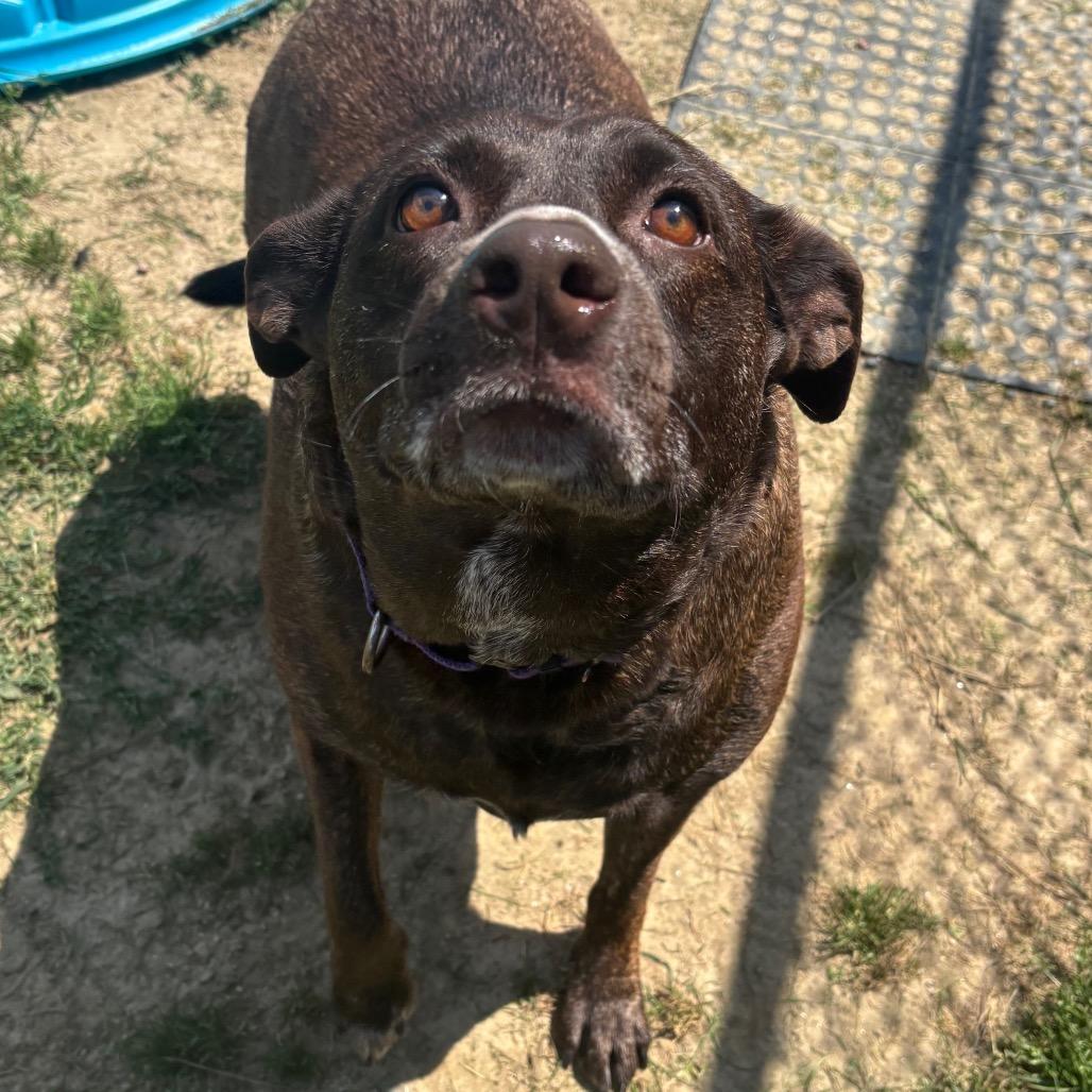 Jade, Adoptable, Adult Female Chocolate Labrador Retriever & Mixed Breed.