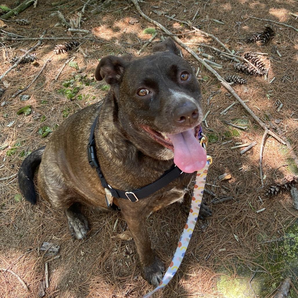 Jade, a Adoptable mixed breed in Dover, NH image 2/5