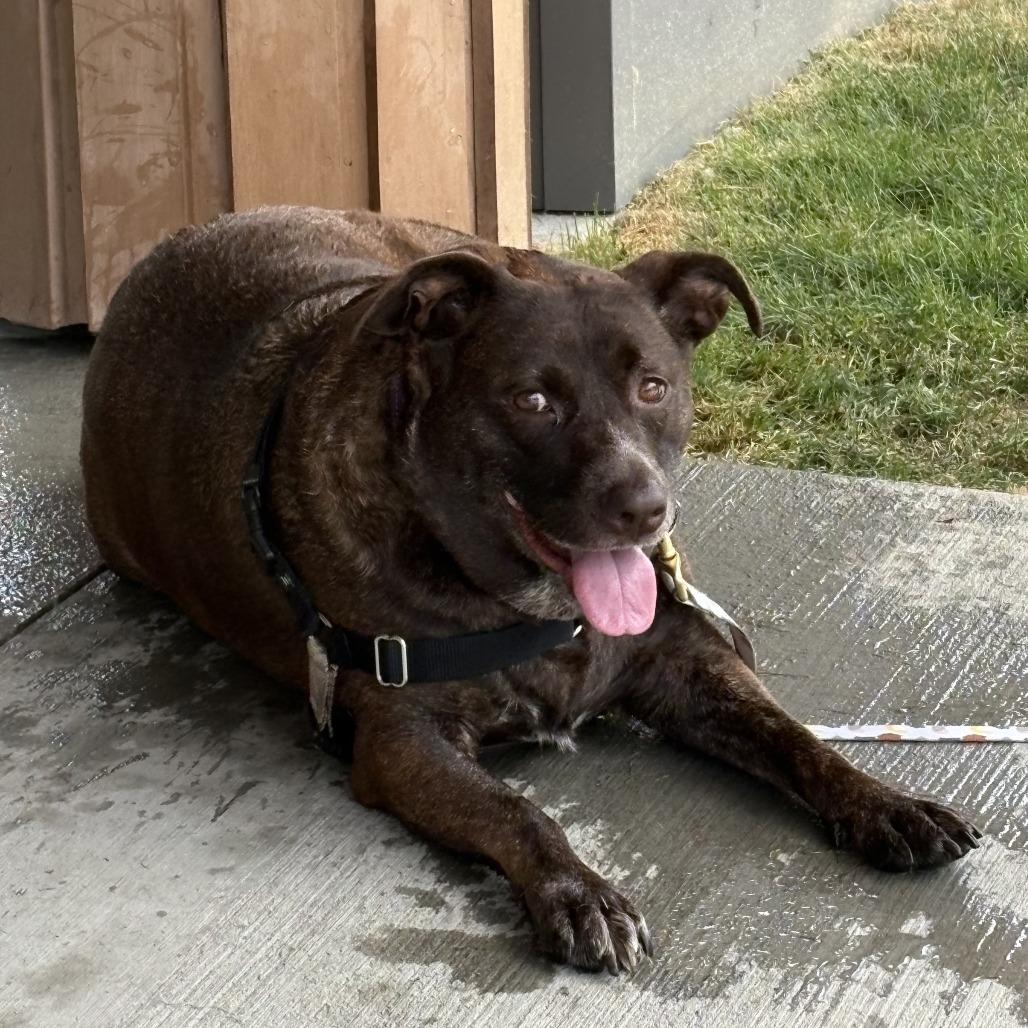 Jade, a Adoptable mixed breed in Dover, NH image 3/5