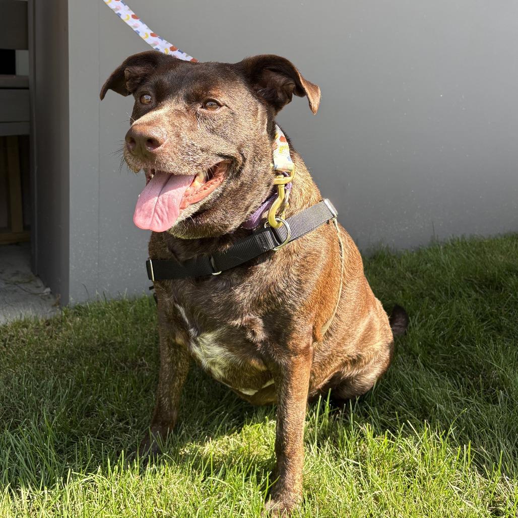 Jade, a Adoptable mixed breed in Dover, NH image 4/5