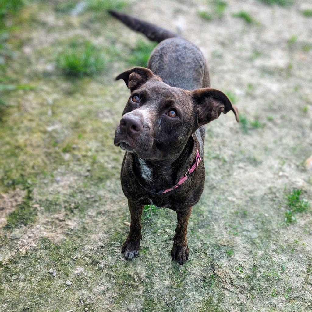 Jade, a Adoptable mixed breed in Dover, NH image 5/5