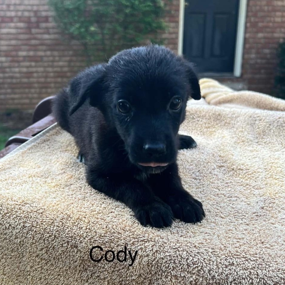 Enlarge Cody, a Adoptable mixed breed in Hamilton , NJ image 1/1