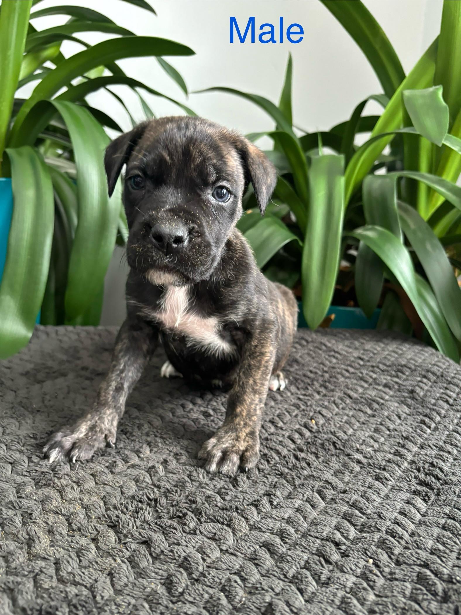 Timmothy , adoptable, Puppy Male Mastiff.