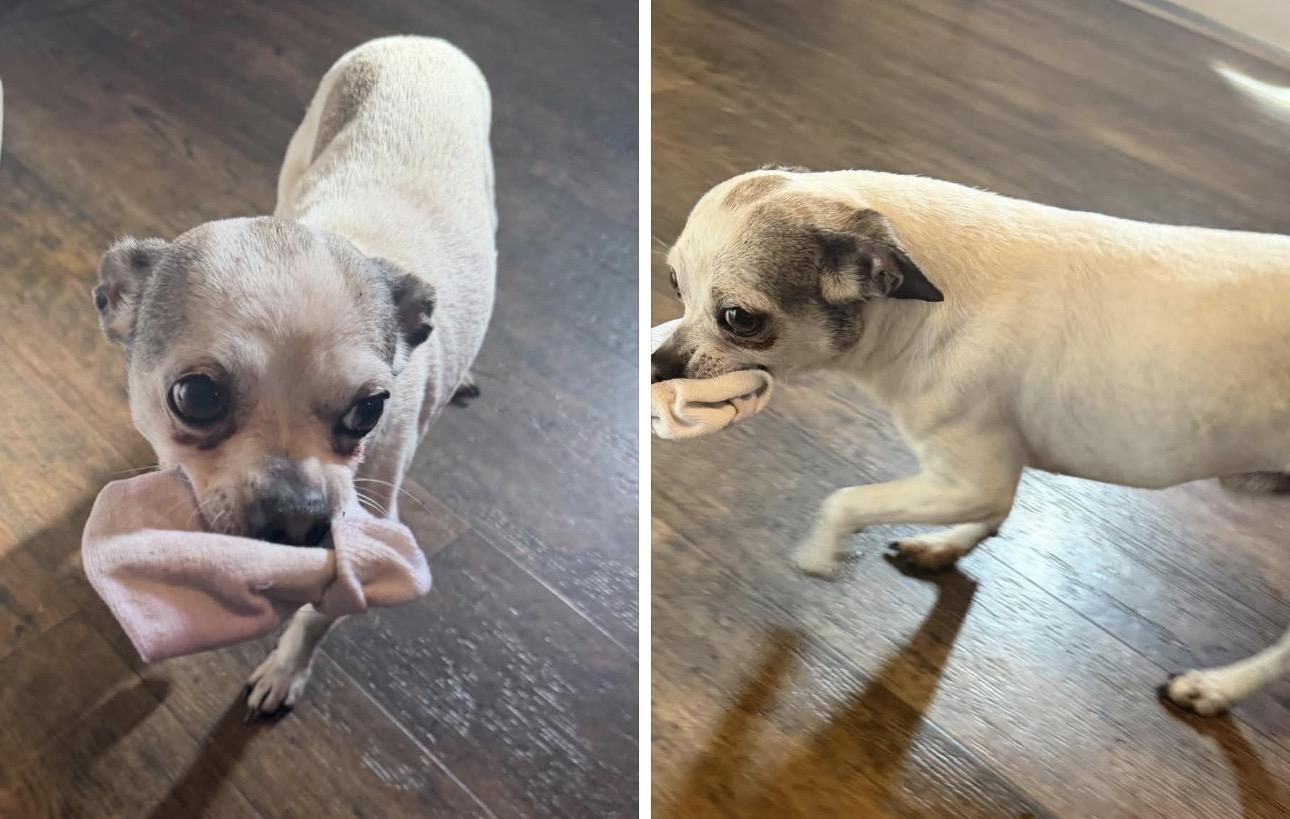 Enlarge Woody, a Adoptable Chihuahua in Angier , NC image 1/1
