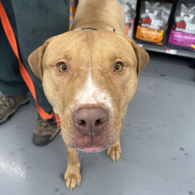 Captain Jack, a Adoptable Pit Bull Terrier in Winthrop Harbor, IL image 6/6
