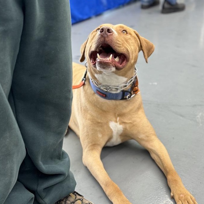 Captain Jack, a Adoptable Pit Bull Terrier in Winthrop Harbor, IL image 4/6