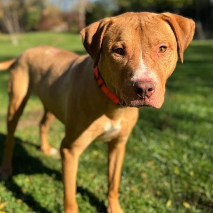 Captain Jack, a Adoptable Pit Bull Terrier in Winthrop Harbor, IL image 5/6
