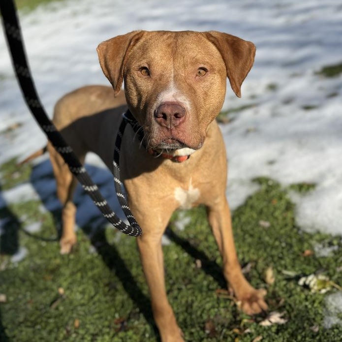 Captain Jack, a Adoptable Pit Bull Terrier in Winthrop Harbor, IL image 1/6