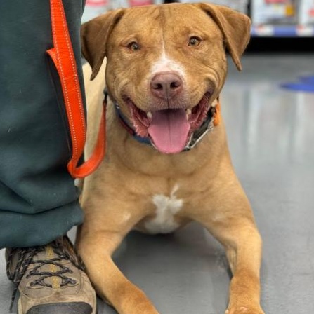 Captain Jack, a Adoptable Pit Bull Terrier in Winthrop Harbor, IL image 2/6
